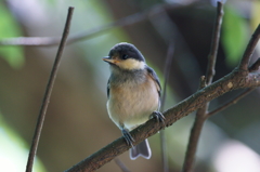 ヤマガラの幼鳥