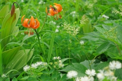 山の花