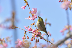 春の歓喜