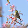 春の歓喜