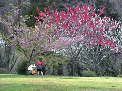 桃の花が咲くころ～ほっこり～