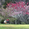 桃の花が咲くころ～ほっこり～