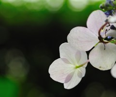 朝の輝き