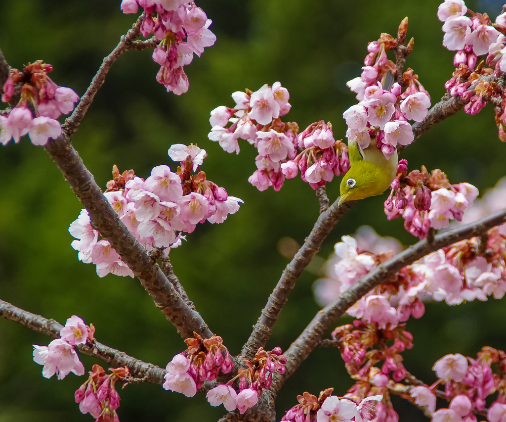 次の蜜へ