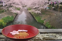 銀桜