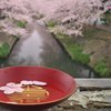 銀桜