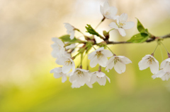 なごり桜
