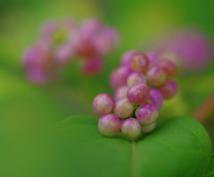 紫式部に魅せられて