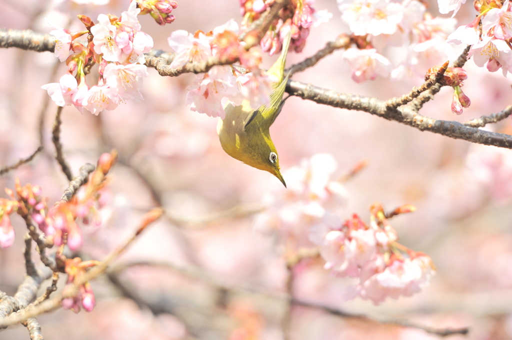陽光をあびて