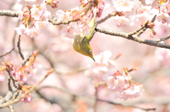 陽光をあびて
