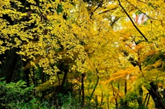最後の紅葉。