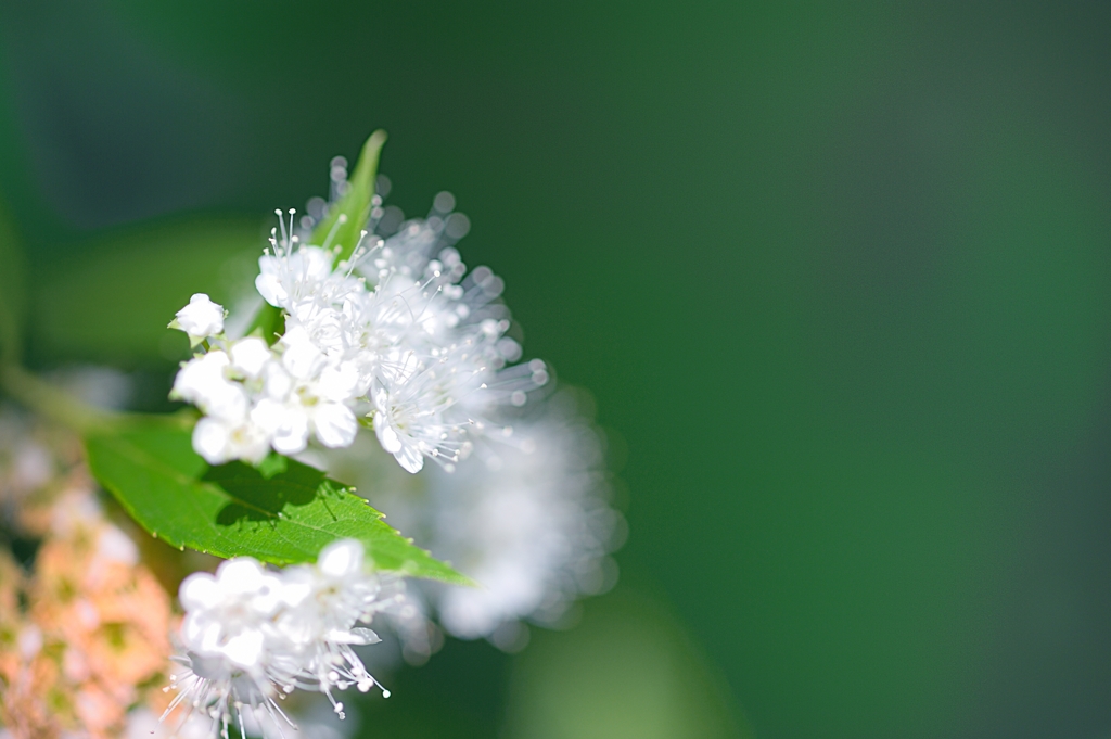 純白の花