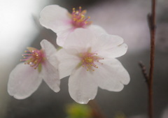 零れ桜