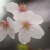 零れ桜
