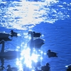 蒼い水鳥達