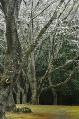 桜道