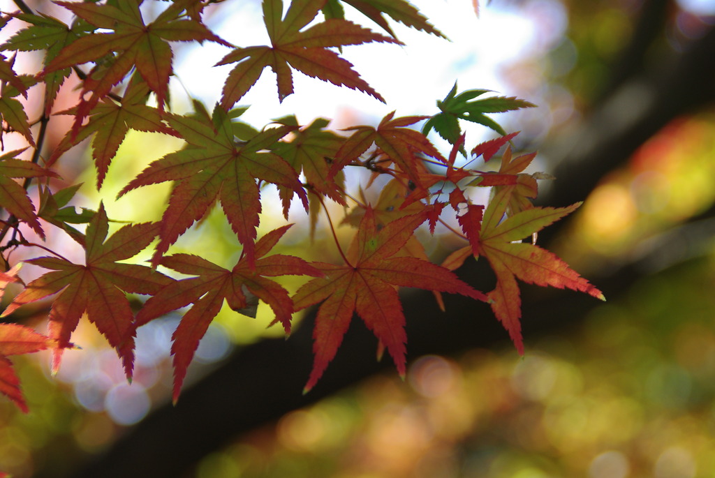 ペン昭和記念公園 268