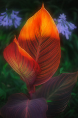 Summer Leaf