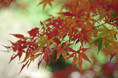 ペン昭和記念公園 215