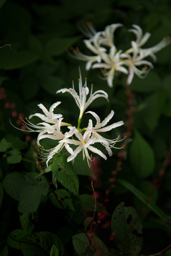 曼珠沙華
