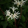 曼珠沙華