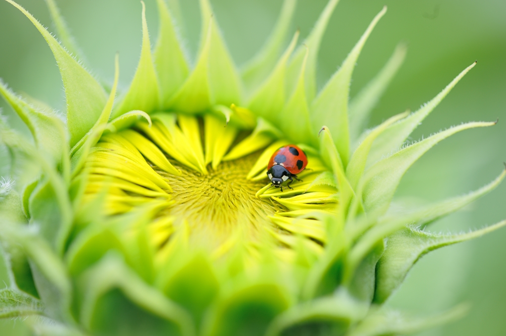 Ladybird