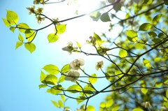 あけびの花の頃