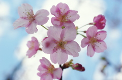 桜の微笑み