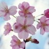 桜の微笑み