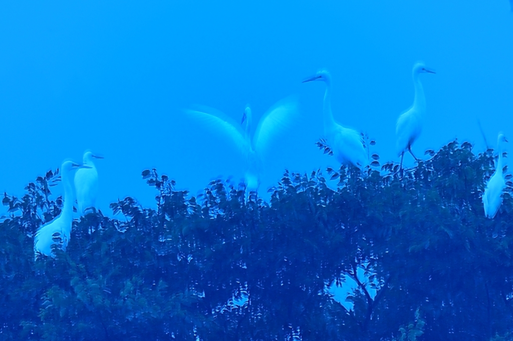 コロニー