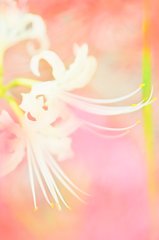 ハイキー曼珠沙華(^^*