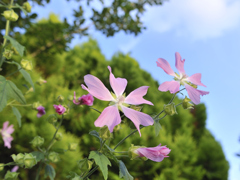 ある夏の朝