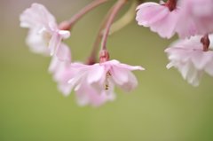 麗彩