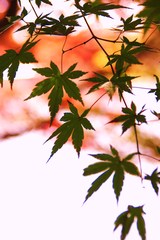 ペン昭和記念公園 086