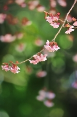 桜WAVE