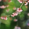 桜WAVE