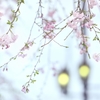 「儚さ」を求めて