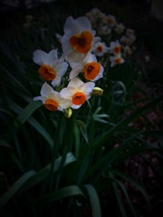 水仙の開花