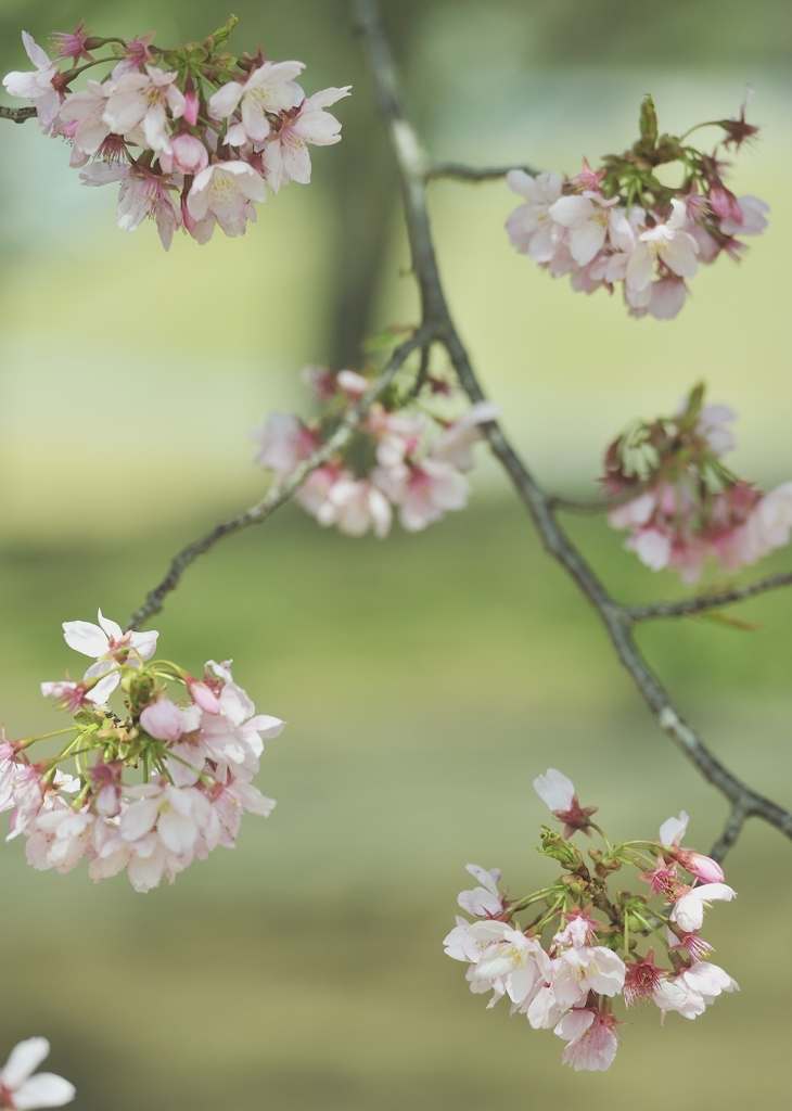 花手毬
