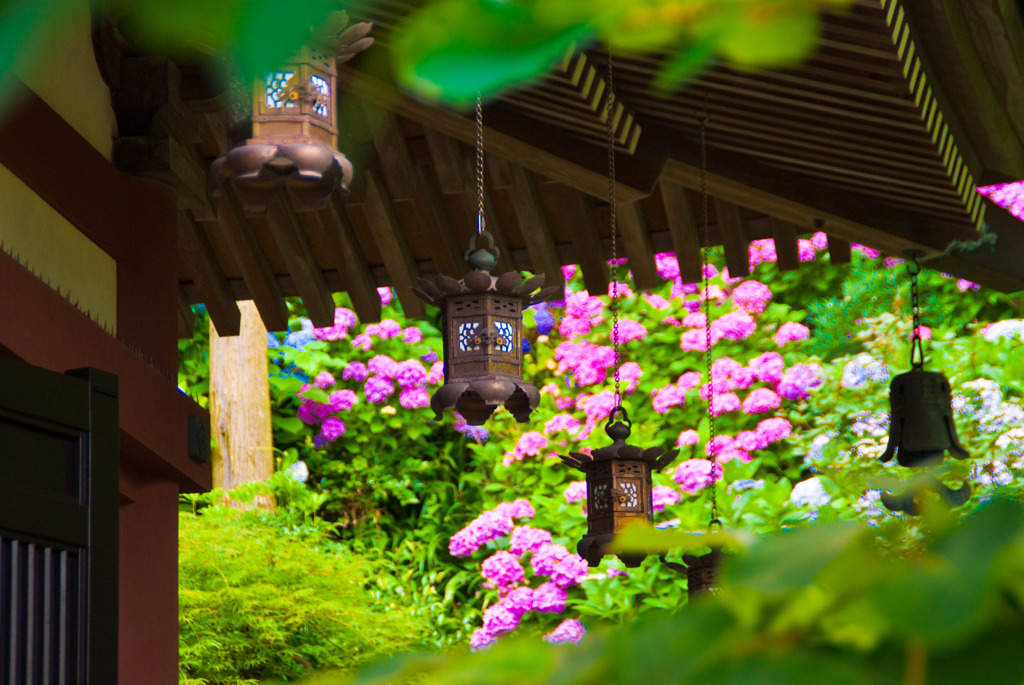 灯篭と紫陽花