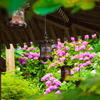 灯篭と紫陽花