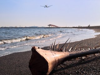 遠き島より