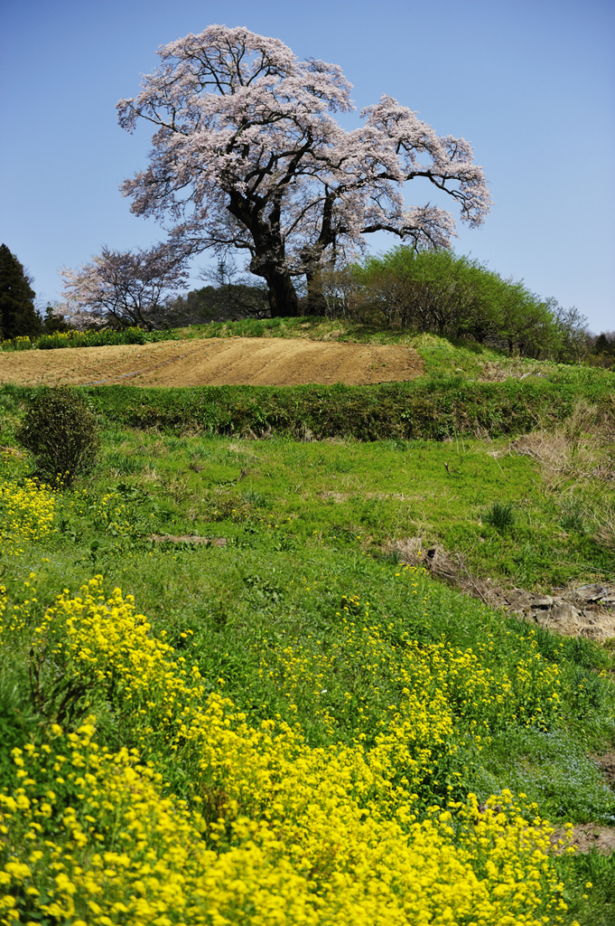 桜へのアプローチ