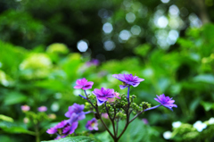 山紫陽花の微笑み