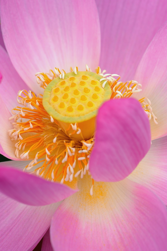 熟れた花