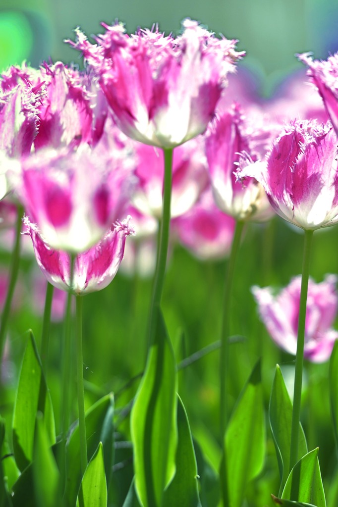 ガラスの花びら