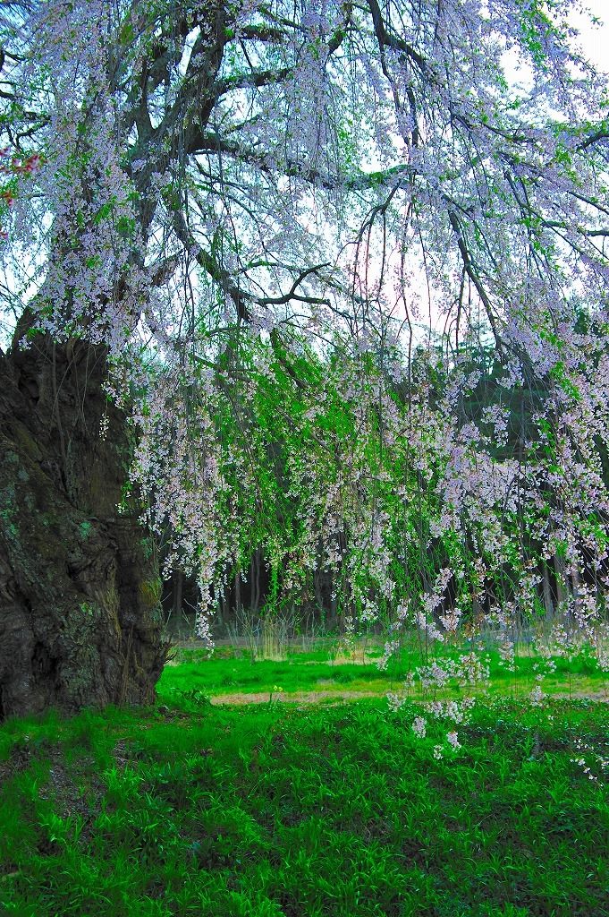 安曇野の古木桜