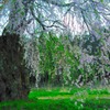 安曇野の古木桜