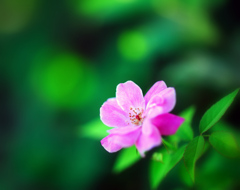 木蔭の花