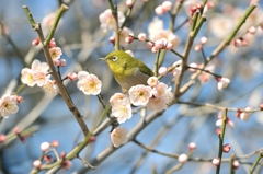 春来る！